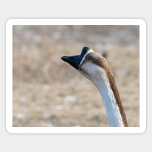 Chinese Goose Deep In Thought Sticker